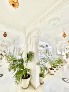 乌代浦杰加特尼瓦斯宫殿酒店的一间白色的大房间,种植了盆栽植物