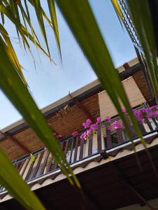 格拉纳达Cafetín-Hostal Rincón NICA的大楼内带粉红色花卉的阳台