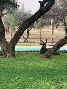 奥奇瓦龙戈Otjibamba Lodge的一只鹿躺在树旁的草上
