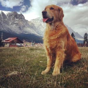 布什泰尼Blue Sky的一只棕色的狗坐在一个有山背景的田野里