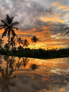 乌布Umah Tirta的棕榈树和水体的日落