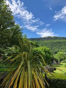 博尔莱奥尔盖Villa avec piscine, terrasse, jardin et vue…的花园中的棕榈树,享有山丘美景