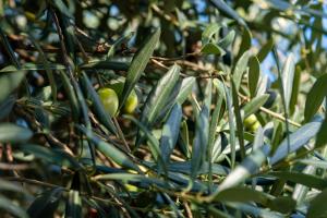 拉帕洛Re dream suite a tema - Rapallo的橄榄树和绿色橄榄