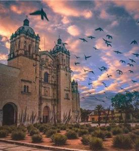 瓦哈卡市JUUB More Oaxaca Impossible (R1)的一群鸟在建筑物前飞翔