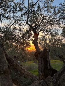 卡莱扎诺Poggio Alla Pieve Relais的树在田野里,在背后是日落