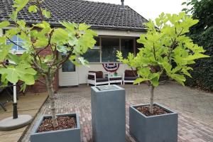 亨厄洛Het Vosje的两棵树在房子前面的盆子里