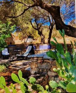 奥尔比亚Villa Smeralda的树下石凳的画