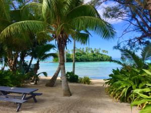 拉罗汤加Muri Beach Studio with Pool的棕榈树海滩上的蓝色长椅