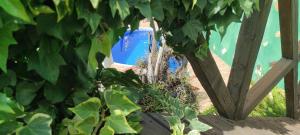 蒂哈拉费Casa Tata的坐在植物后面的蓝色消防龙头