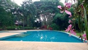 拜县Baan Krating Pai Resort - SHA Plus的庭院中间的游泳池