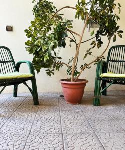 恩纳Il Cortile的坐在两把椅子之间的锅里的植物