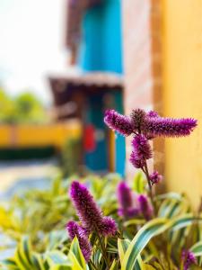 伊利亚贝拉Recanto das Tiribas的植物中紫色花的近距离