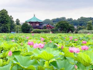 东京Guest House Siesta的一座建筑物前面的一块粉红色莲花