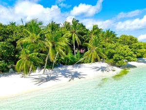 马提威力Royal Reef Stay的海滩上一个种有棕榈树的岛屿