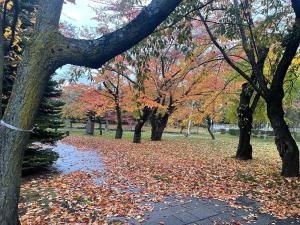 小樽Otaru stay的公园里地上的一大堆树叶