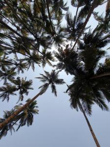 阿贡达Santana Guest House的一群棕榈树爬上天空