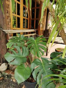 曼谷Sri Ayuttaya Guesthouse的长凳前有植物的门廊