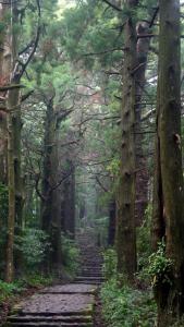 田边市Kumano Kodo Nagano Guesthouse的森林中一条树丛的小径