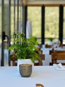 塞尔塞迪利亚Corzo Hotel的坐在桌子上的盆子里的植物
