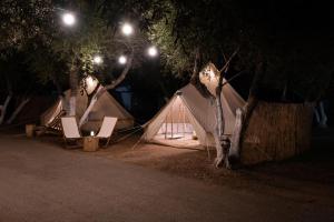 加藤-达拉特索哈尼亚露营地的一群帐篷在晚上坐在树下