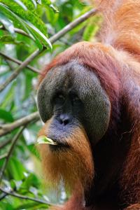 TimbanglawangOrangutan Orchard Bungalow的树上近近的猩猩