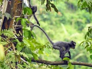 TimbanglawangOrangutan Orchard Bungalow的树枝上的猴子