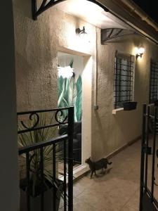 博比尼La petite maison的一只黑猫站在一个窗户的房间