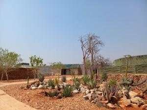 奥乔Okutala Etosha Lodge的院子里种植仙人掌和植物的花园