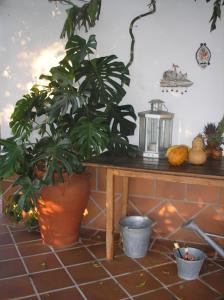 El CarrascalejoCasa Rural "El Carrasca"的坐在桌子旁边的桌子上的植物