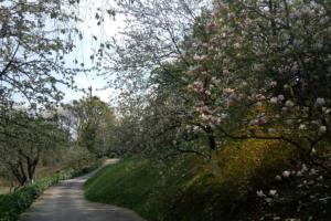 萨格勒布Cozzy apartment in nature的一条有花树的道路