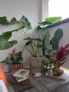 伊塔卡雷LahSelva Pousada Hostel的坐在桌子上的一组植物