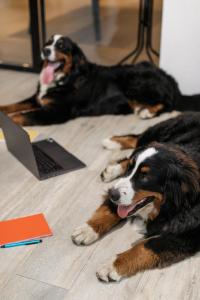 埃默拉尔德翡翠探险者宾馆的两只狗躺在笔记本电脑旁边的地板上
