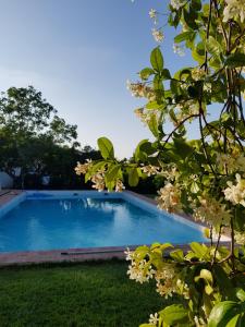 塞尔帕Horta das Laranjas的鲜花庭院中的游泳池