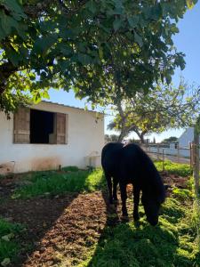 埃斯特雷莫斯Herdade Da Maridona - Agroturismo的一只黑马在树下草中放牧