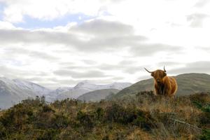 威廉堡格伦尼维斯假日公园的站在山丘上,背靠山的牛