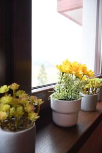 兹拉蒂博尔Apartman Dream的窗台上三盆盆植物