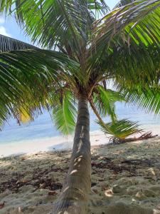 图杜Summer Sky Thoddoo的靠近大海的沙滩上的棕榈树