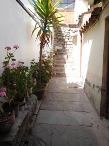 库斯科MALA HIERBA的种植了盆栽植物和棕榈树的小巷