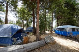 格罗夫兰优胜美地常青山林小屋的树林里的一组帐篷