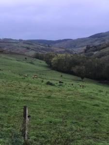 MarchamptRavissant appartement dans cadre verdoyant的一群牛在绿色的田野里放牧