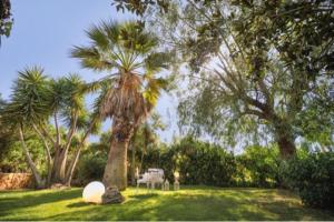 卡尔塔尼塞塔La zagara e l'arancio的庭院中间的棕榈树,带椅子
