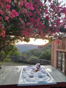 新彼得罗波利斯Chácara paraíso dá paz的女士在树下,浴缸里,有粉红色的花朵