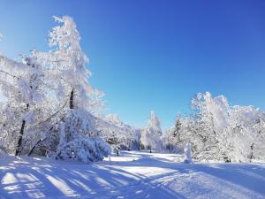 库罗阿尔滕堡Erzgebirgshaus的积雪覆盖的森林,覆盖着雪覆盖的树木