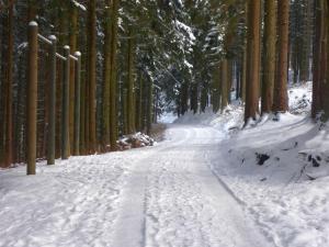 埃斯洛黑Ferienwohnung Quinkert的树木林中一条雪覆盖的小径