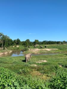Ban Huai Thawai我爱大象度假村的站在河边田野上的大象