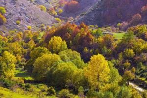 CollimentoAppartamento a Campo Felice - Treeffe的享有山丘秋天的景观,山丘上有树木