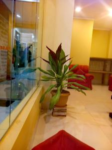 乌尤尼Hotel REY DAVID的大堂内的一种盆栽植物,有一间房间