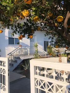 KalavárdaLemon tree's house的白色的房子,有楼梯和橘子树