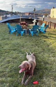 约翰迪John Day Motel的一只棕色的狗躺在椅子旁边的草地上