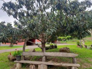格拉玛多Casas Sabiá的公园树下的木凳